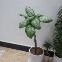 گلهای آپارتمانی|گل و گیاه طبیعی|کنگاور, |دیوار