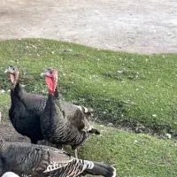 بوقلمون ماده