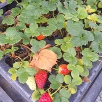 نشاء توت فرنگی