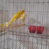 نروماده یه سر وجیبوس باجوجه