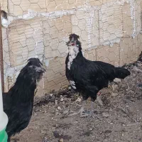 نیمچه گلین