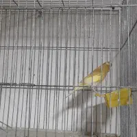 قناری ابلغ وزیتونی|پرنده|داراب, |دیوار