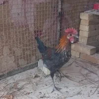 دو خروس محلی