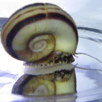 حلزون سیب ، کلمبیایی ، رامشورن و شیپوری (مالزیایی)|ماهی|تهران, گلستان (شهرک راه آهن)|دیوار