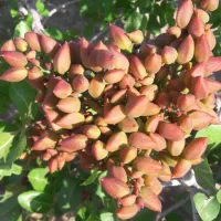 فروش۵ حبه اب و زمین درخت پسته هرات