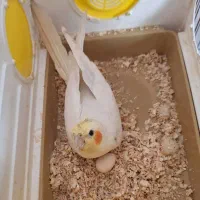 عروس هلندی|پرنده|گراش, |دیوار