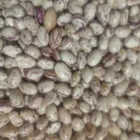 لوبیا چیتی درشت