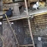 گم شدن|حیوانات|سنگدوین, |دیوار