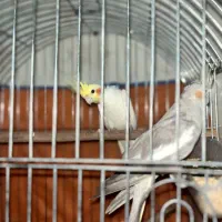 فروش جفت عروس هلندی|پرنده|اردکان, |دیوار
