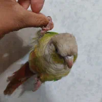 گیرینچیک|پرنده|جهرم, |دیوار