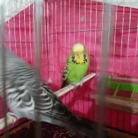 مرغ عشق انگلیسی گریدA|پرنده|شهرکرد, |دیوار