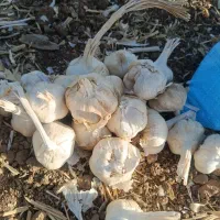 سیر تازه خشک همدان عرضه مستقیم