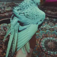 پرنده|پرنده|کنگاور, |دیوار