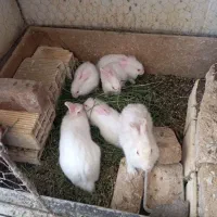 خرگوش سفید چشم شرابی بدون پوزه