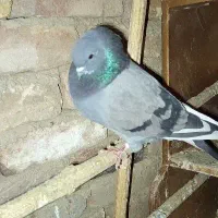 کبوتر پرشی|پرنده|خوانسار, |دیوار