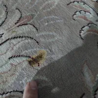 فرش ۱۲ متری گردویی|فرش|بابلسر, |دیوار