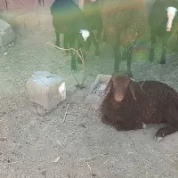 میش وبره|حیوانات مزرعه|تربت جام, جلگه موسی آباد|دیوار