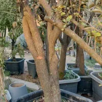 طراحی.اجرا.نگهداری گل و گیاه و درخت|خدمات باغبانی و درختکاری|تهران, درکه|دیوار