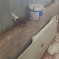 کفتر|پرنده|سیرجان, |دیوار