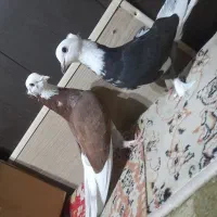 کبوترکفتر