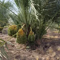 فروش انواع پاجوش نخل  ونهال انبه