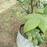 پخش کننده ارقام نهال لیبل دار