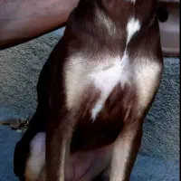 سگ دوبرمن ماده|سگ|کرمانشاه, |دیوار