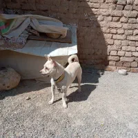 سگ شیواوا اصیل