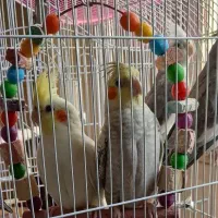 فروش فوری جوجه عروس هلندی|پرنده|مشهد, جاهد شهر|دیوار