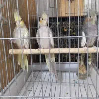 عروس هلندی یک مادر و دوتا بچه هاش