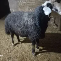 قوچ افشار