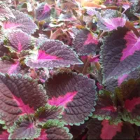 تعداد ۳عدد گل حسن یوسف (گل مخمل)