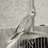 عروس هلندی تمام دستی ایزابلا (مرواریدی)