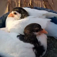 کبوترگلپنبه ای