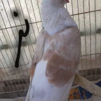 کفتر پرشی سبز ماده ،پشت زرد معاوضه باطوطی برزیلی|پرنده|محمدشهر, همایون ویلا|دیوار