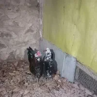 مرغ و خروس گلین|حیوانات مزرعه|سنقر, |دیوار