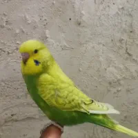 مرغ عشق اسپانگل انگلیسی +مرغ عشق یلوفیس مولد