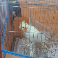 عروس هلندی بالغ اماده جفت گیری کرده|پرنده|رشت, حمیدیان|دیوار