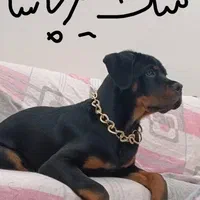 خرید سگ روتفایلر اصیل از امیرپاشا|سگ|فولادشهر, فولادشهر|دیوار