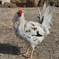 تخم نطفه دار گلین