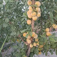 فروش باغچه ۶۰۰ متری در انجم آباد شهریار|فروش زمین و ملک کلنگی|رباط‌کریم, انجم آباد|دیوار