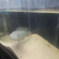 ماهی چانا اسیاتیکا|ماهی|تهران, جوادیه تهرانپارس|دیوار