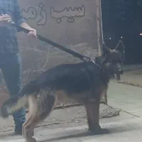 واگذاری سگ ژرمن شپرد