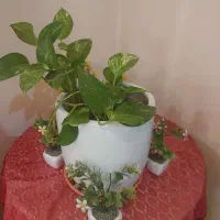 گل وگلدان طبیعی دیفن باخیا و پتوس|گل و گیاه طبیعی|تهران, صادقیه|دیوار