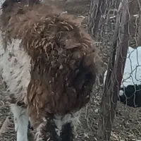 گیسه پاکستانی با کاور شیرازی|حیوانات مزرعه|جیرفت, |دیوار