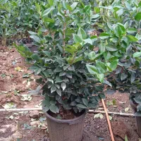 یاس هلندی گلدان 12|گل و گیاه طبیعی|واجارگاه, |دیوار