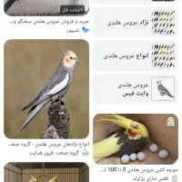 دو عدد عروس هلندی گم شده