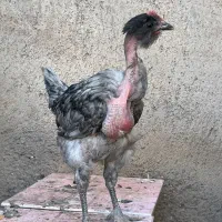 جوجه خروس گردن لختی محلی|حیوانات مزرعه|قزوین, |دیوار