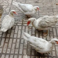 معاوضه اردک اسرائیلی تمام سفید با مرغ‌و خروس گلین