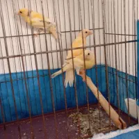 قناری ماده آماده و جوجه